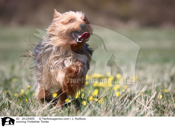 rennender Yorkshire Terrier / running Yorkshire Terrier / JH-25905