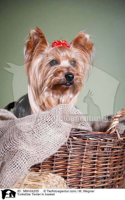 Yorkshire Terrier im krbchen / Yorkshire Terrier in basket / MW-04205