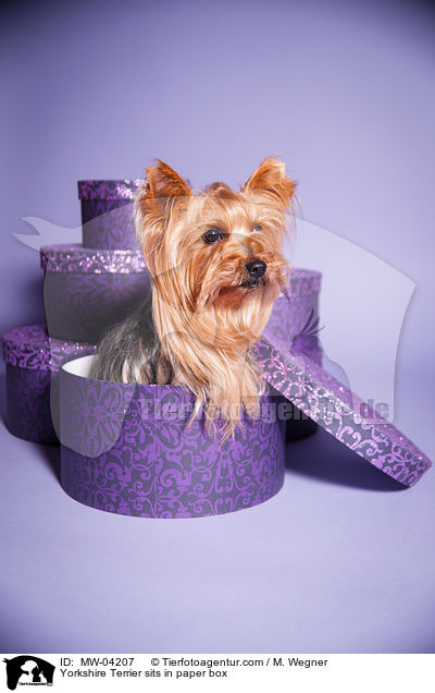 Yorkshire Terrier sitzt in Papierbox / Yorkshire Terrier sits in paper box / MW-04207