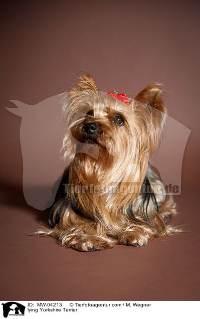 liegender Yorkshire Terrier / lying Yorkshire Terrier / MW-04213