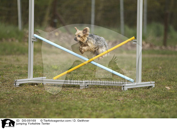 springender Yorkshire Terrier / jumping Yorkshire Terrier / DG-09169