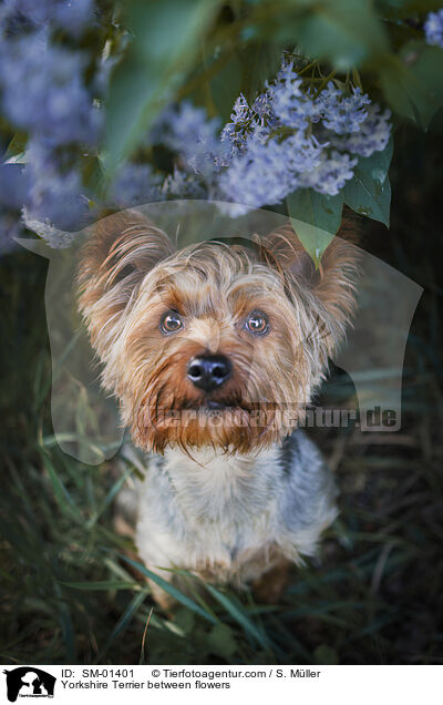 Yorkshire Terrier zwischen Blumen / Yorkshire Terrier between flowers / SM-01401
