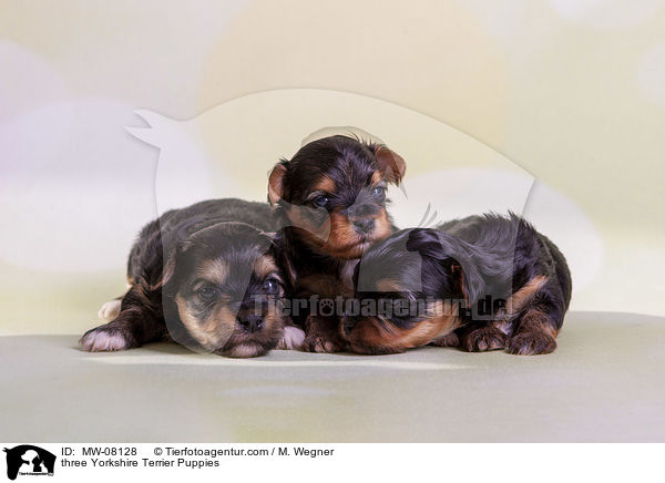 Drei Yorkshire Terrier Welpen / three Yorkshire Terrier Puppies / MW-08128