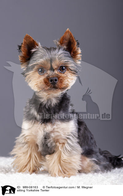 sitzender Yorkshire Terrier / sitting Yorkshire Terrier / MW-08163