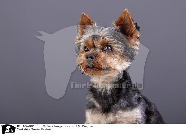 Yorkshire Terrier Portrait / Yorkshire Terrier Portrait / MW-08165