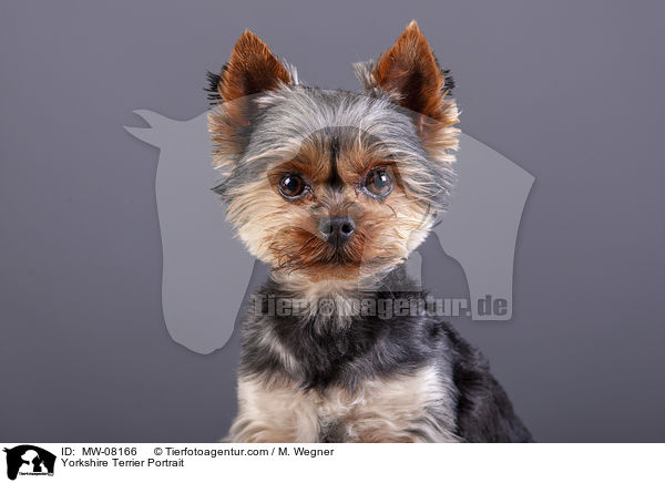 Yorkshire Terrier Portrait / Yorkshire Terrier Portrait / MW-08166