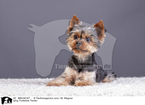 liegender Yorkshire Terrier / lying Yorkshire Terrier / MW-08167