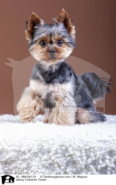 sitzender Yorkshire Terrier / sitting Yorkshire Terrier / MW-08174