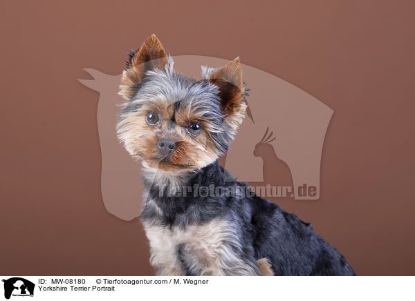 Yorkshire Terrier Portrait / Yorkshire Terrier Portrait / MW-08180