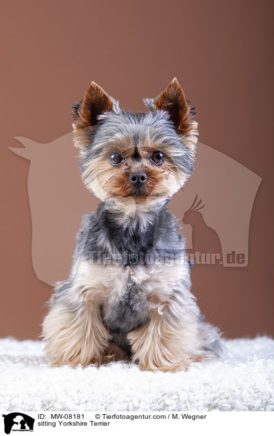 sitzender Yorkshire Terrier / sitting Yorkshire Terrier / MW-08181