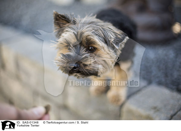 Yorkshire Terrier / Yorkshire Terrier / SAS-01348