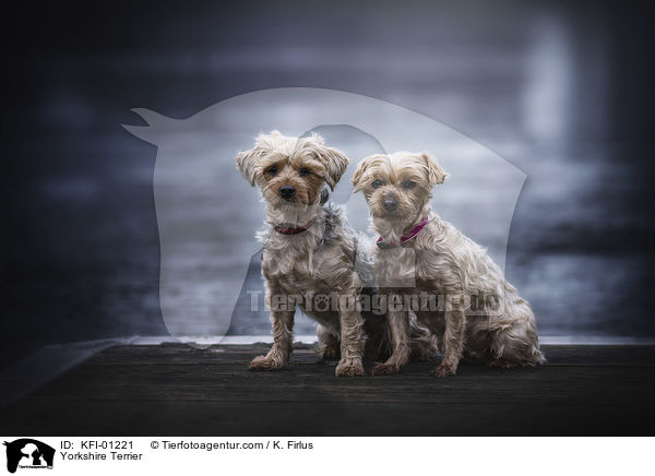 Yorkshire Terrier / Yorkshire Terrier / KFI-01221