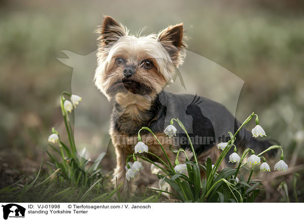 stehender Yorkshire Terrier / standing Yorkshire Terrier / VJ-01998