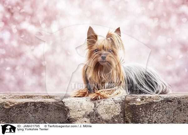 liegender Yorkshire Terrier / lying Yorkshire Terrier / JAM-01795