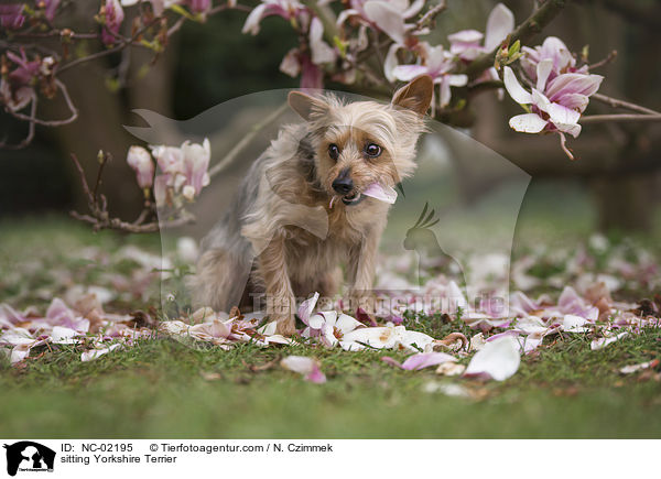 sitzender Yorkshire Terrier / sitting Yorkshire Terrier / NC-02195