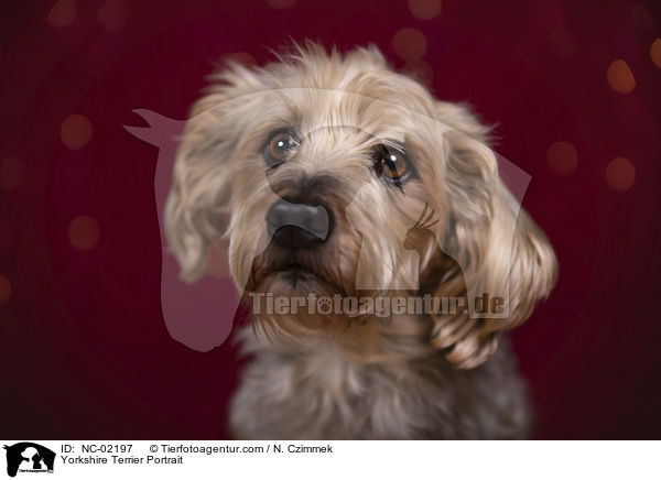 Yorkshire Terrier Portrait / Yorkshire Terrier Portrait / NC-02197