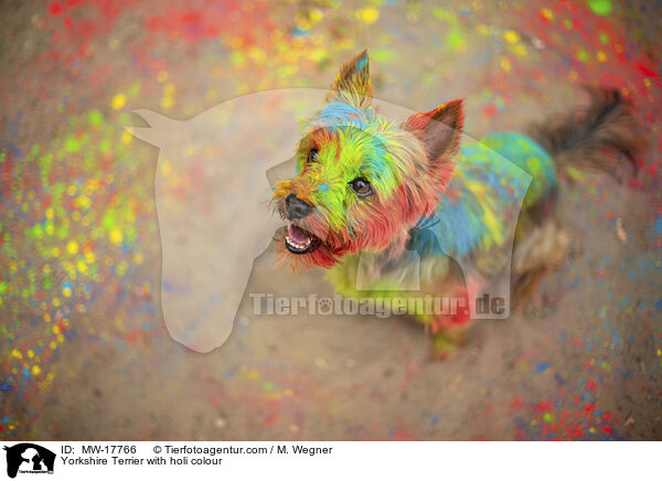 Yorkshire Terrier mit Holifarbe / Yorkshire Terrier with holi colour / MW-17766
