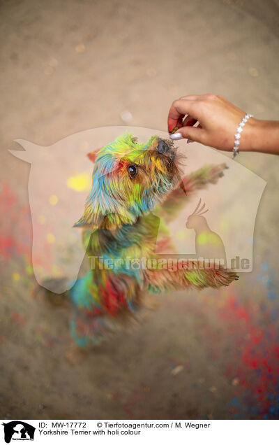 Yorkshire Terrier mit Holifarbe / Yorkshire Terrier with holi colour / MW-17772
