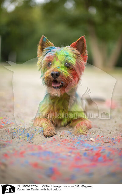Yorkshire Terrier mit Holifarbe / Yorkshire Terrier with holi colour / MW-17774