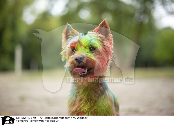 Yorkshire Terrier mit Holifarbe / Yorkshire Terrier with holi colour / MW-17779