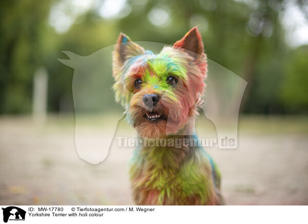 Yorkshire Terrier mit Holifarbe / Yorkshire Terrier with holi colour / MW-17780