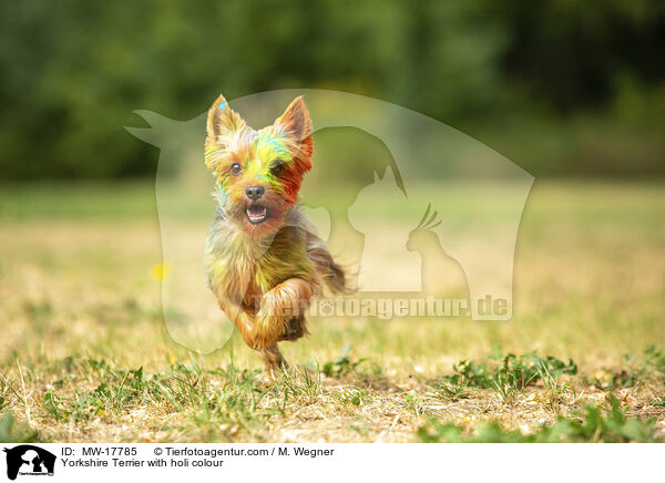 Yorkshire Terrier mit Holifarbe / Yorkshire Terrier with holi colour / MW-17785