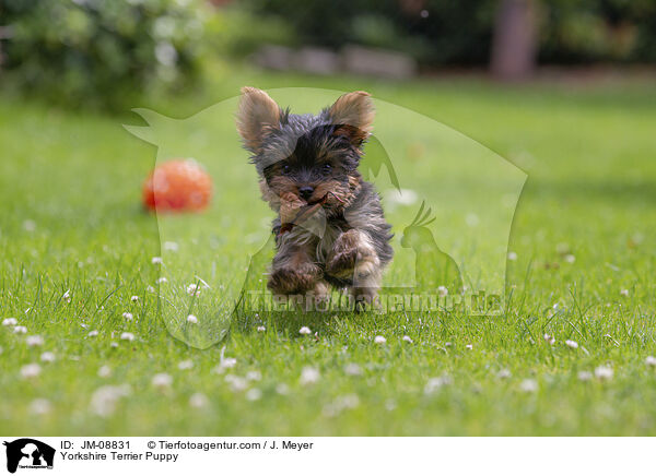 Yorkshire Terrier Welpe / Yorkshire Terrier Puppy / JM-08831