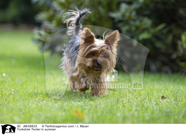 Yorkshire Terrier im Sommer / Yorkshire Terrier in summer / JM-08833