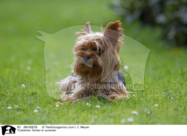 Yorkshire Terrier im Sommer / Yorkshire Terrier in summer / JM-08839