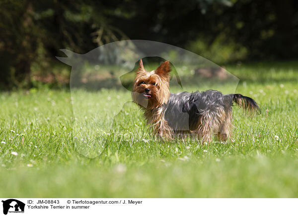 Yorkshire Terrier im Sommer / Yorkshire Terrier in summer / JM-08843