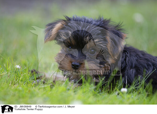 Yorkshire Terrier Welpe / Yorkshire Terrier Puppy / JM-08849