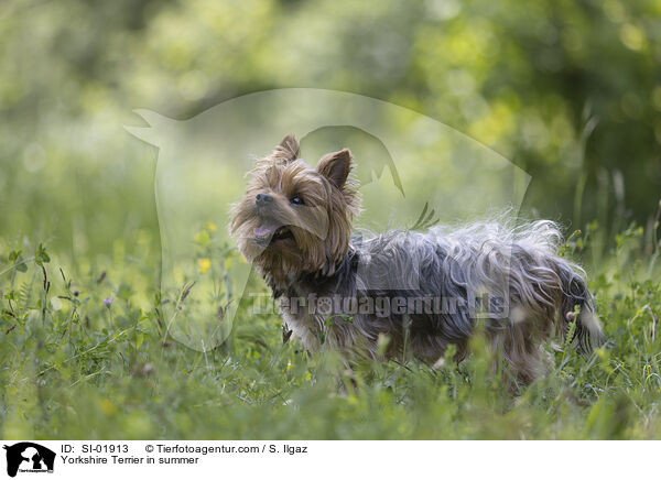 Yorkshire Terrier im Sommer / Yorkshire Terrier in summer / SI-01913