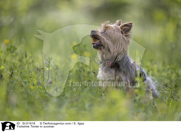 Yorkshire Terrier im Sommer / Yorkshire Terrier in summer / SI-01918