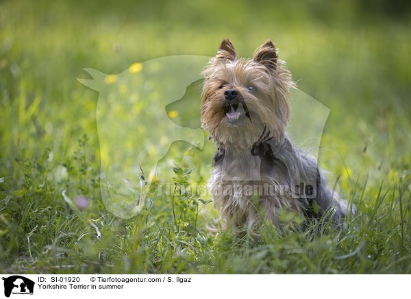 Yorkshire Terrier im Sommer / Yorkshire Terrier in summer / SI-01920