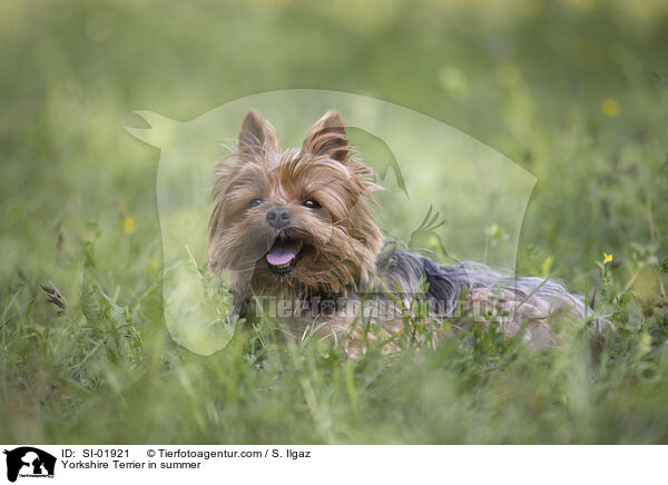 Yorkshire Terrier im Sommer / Yorkshire Terrier in summer / SI-01921
