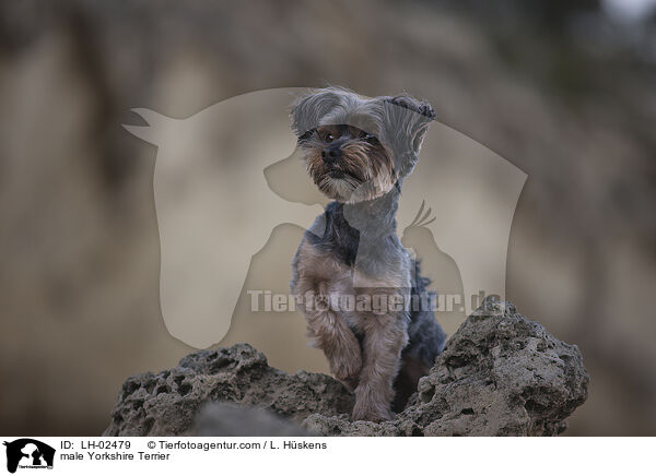 Yorkshire Terrier Rde / male Yorkshire Terrier / LH-02479
