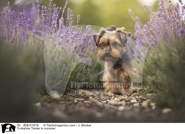 Yorkshire Terrier im Sommer / Yorkshire Terrier in summer / JEB-01916