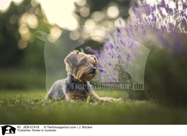 Yorkshire Terrier im Sommer / Yorkshire Terrier in summer / JEB-01918
