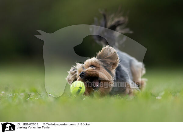 Yorkshire Terrier beim Spielen / playing Yorkshire Terrier / JEB-02003
