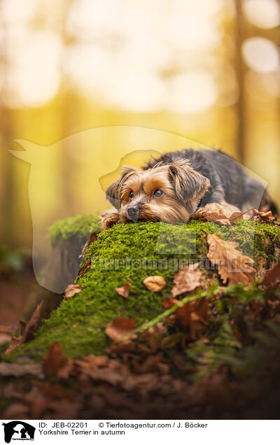 Yorkshire Terrier im Herbst / Yorkshire Terrier in autumn / JEB-02201
