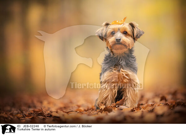 Yorkshire Terrier im Herbst / Yorkshire Terrier in autumn / JEB-02246