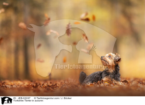 Yorkshire Terrier im Herbst / Yorkshire Terrier in autumn / JEB-02247