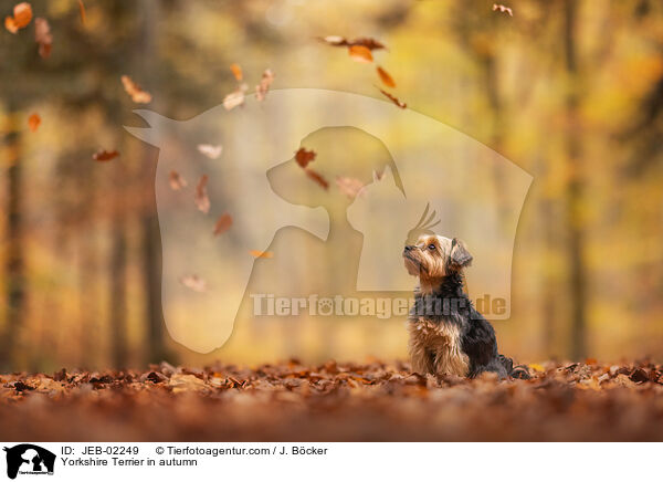 Yorkshire Terrier im Herbst / Yorkshire Terrier in autumn / JEB-02249