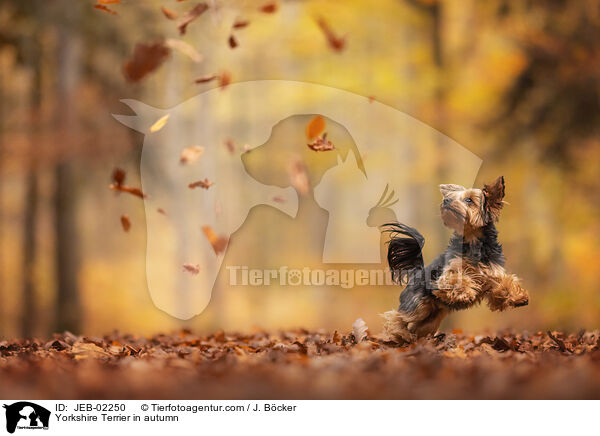 Yorkshire Terrier im Herbst / Yorkshire Terrier in autumn / JEB-02250