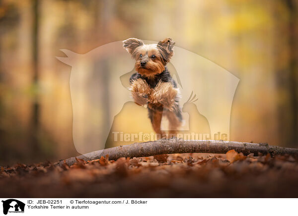 Yorkshire Terrier im Herbst / Yorkshire Terrier in autumn / JEB-02251