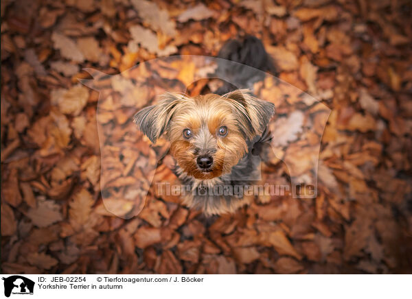 Yorkshire Terrier im Herbst / Yorkshire Terrier in autumn / JEB-02254