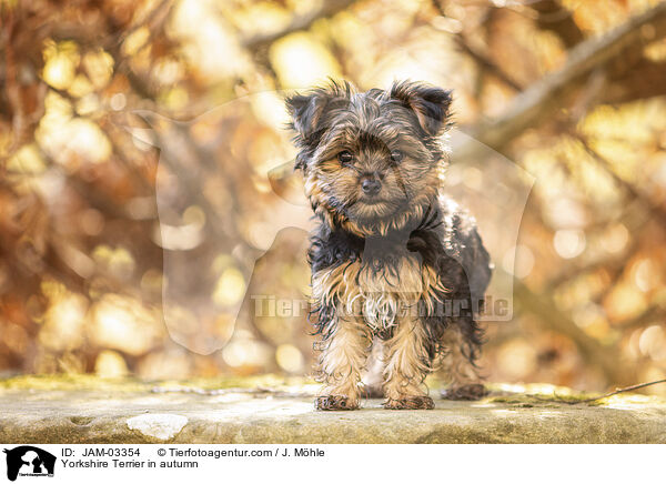 Yorkshire Terrier im Herbst / Yorkshire Terrier in autumn / JAM-03354