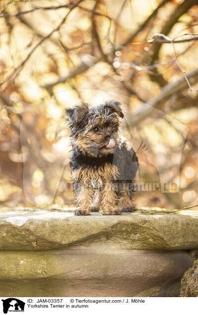 Yorkshire Terrier im Herbst / Yorkshire Terrier in autumn / JAM-03357