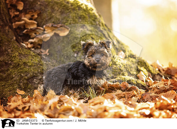 Yorkshire Terrier im Herbst / Yorkshire Terrier in autumn / JAM-03373