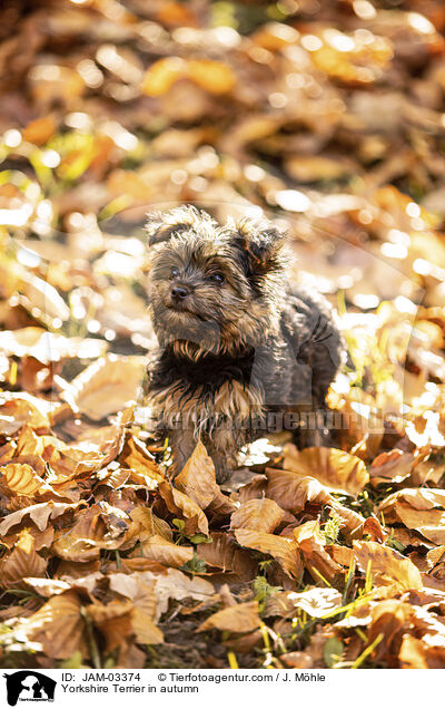 Yorkshire Terrier im Herbst / Yorkshire Terrier in autumn / JAM-03374